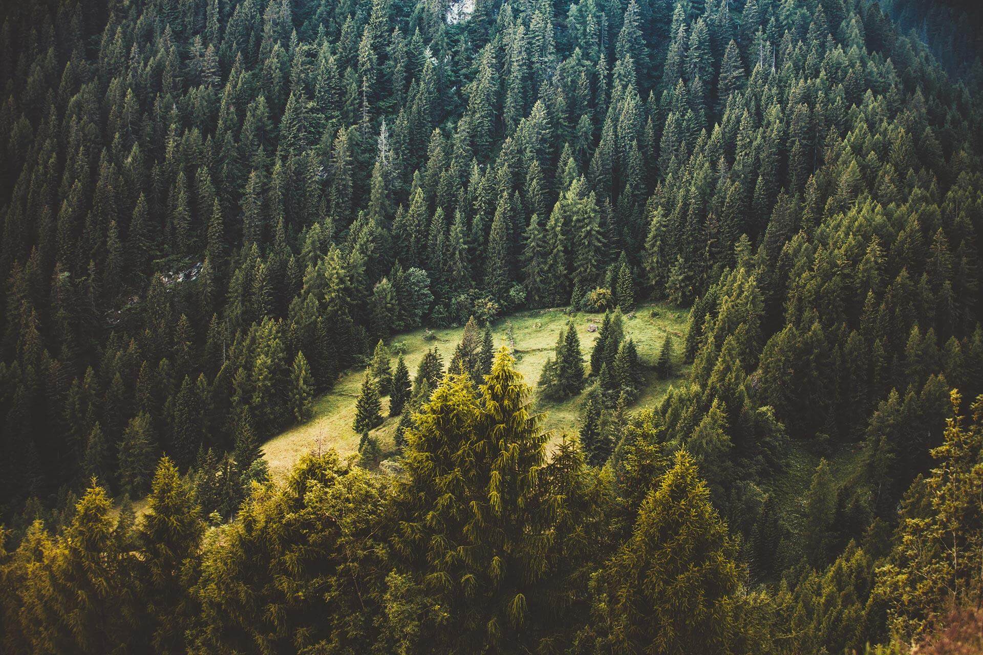 nature